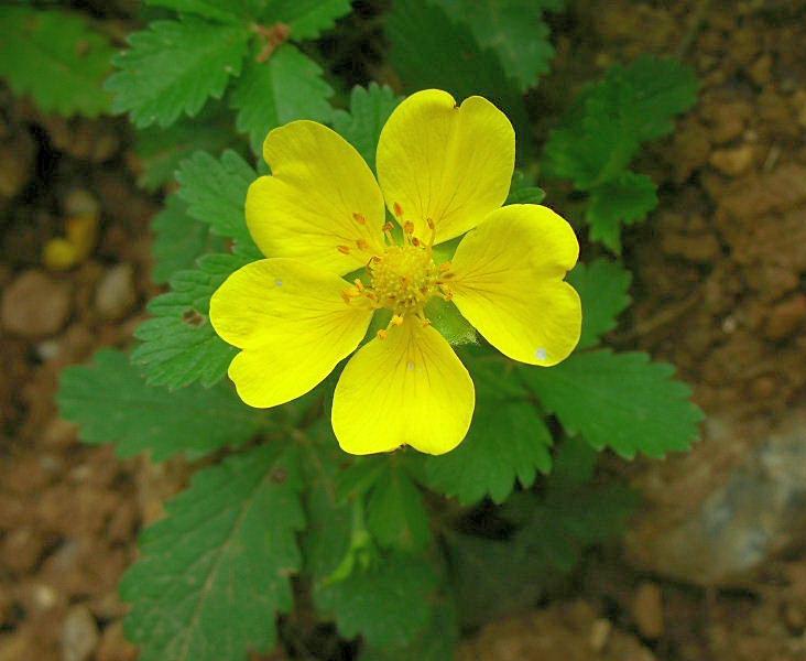 Potentilla reptans /  Cinquefoglie comune